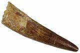 Bargain, Real Fossil Spinosaurus Tooth - Composite Tooth #354805-1